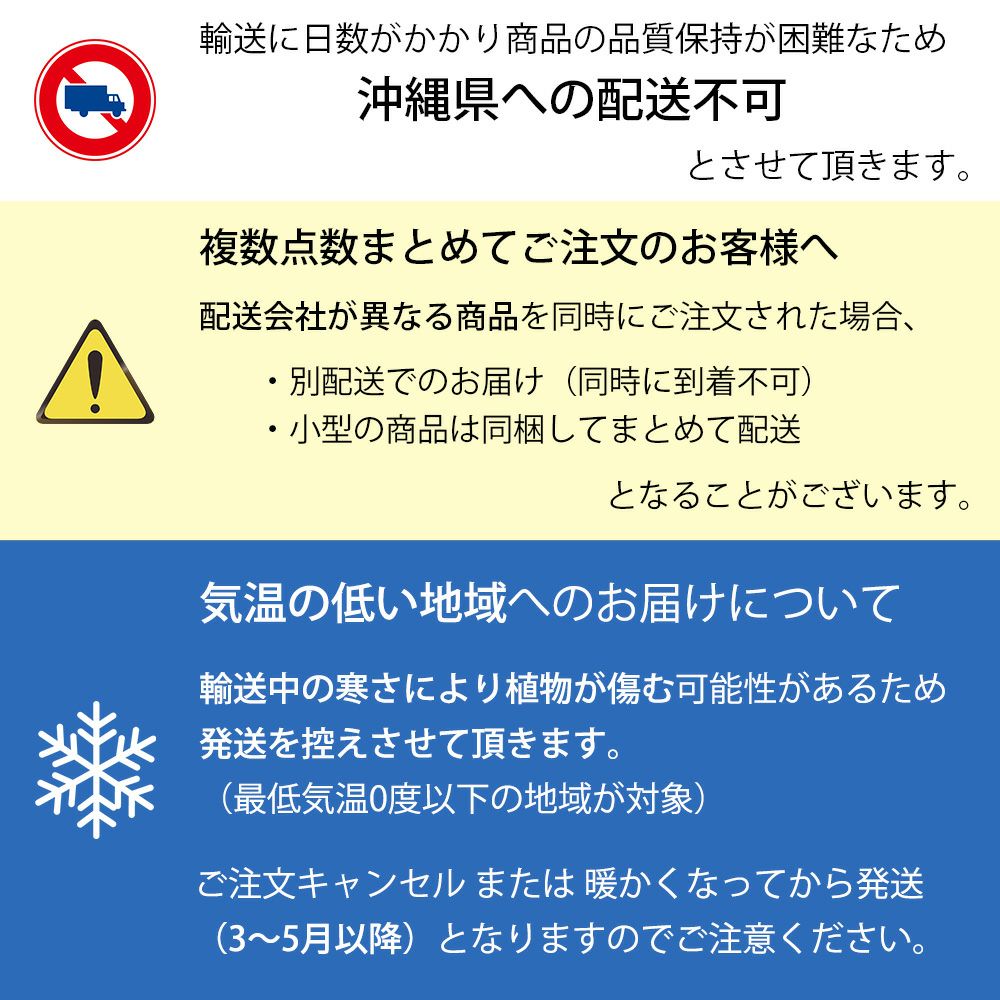 観葉植物 通販 クルシア・ロゼア　6号鉢 鉢カバー付 KM039013