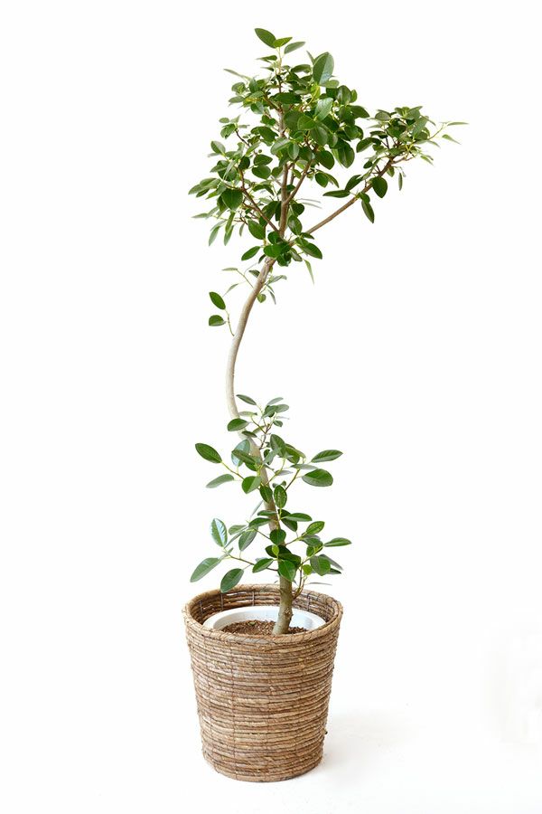 フランスゴム 通販 観葉植物の専門店 彩植健美