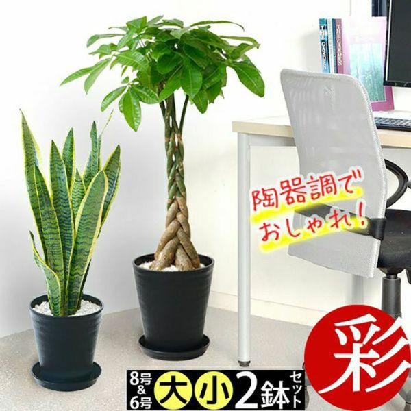 セラアートポット 大きさ違いの植物 お得な2鉢セット♪ 選べる２サイズ