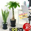 観葉植物 通販 セラアートポット 大きさ違いの植物 お得な2鉢セット♪  選べる２サイズ、まとめ買い！  8号+6号鉢植物