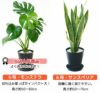 観葉植物 通販 セラアートポット 大きさ違いの植物 お得な2鉢セット♪  選べる２サイズ、まとめ買い！  8号+6号鉢植物