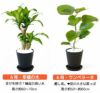 観葉植物 通販 セラアートポット 大きさ違いの植物 お得な2鉢セット♪  選べる２サイズ、まとめ買い！  8号+6号鉢植物