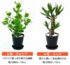 観葉植物 通販 セラアートポット 大きさ違いの植物 お得な2鉢セット♪  選べる２サイズ、まとめ買い！  8号+6号鉢植物