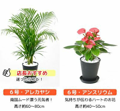 観葉植物 通販 セラアートポット 大きさ違いの植物 お得な2鉢セット♪  選べる２サイズ、まとめ買い！  8号+6号鉢植物