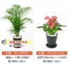 観葉植物 通販 セラアートポット 大きさ違いの植物 お得な2鉢セット♪  選べる２サイズ、まとめ買い！  8号+6号鉢植物