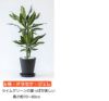 観葉植物 通販 セラアートポット 大きさ違いの植物 お得な2鉢セット♪  選べる２サイズ、まとめ買い！  8号+6号鉢植物