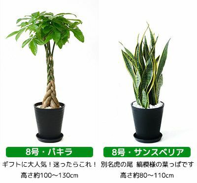 観葉植物 通販 セラアートポット 大きさ違いの植物 お得な2鉢セット♪  選べる２サイズ、まとめ買い！  8号+6号鉢植物
