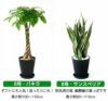 観葉植物 通販 セラアートポット 大きさ違いの植物 お得な2鉢セット♪  選べる２サイズ、まとめ買い！  8号+6号鉢植物