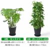 観葉植物 通販 セラアートポット 大きさ違いの植物 お得な2鉢セット♪  選べる２サイズ、まとめ買い！  8号+6号鉢植物