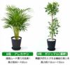 観葉植物 通販 セラアートポット 大きさ違いの植物 お得な2鉢セット♪  選べる２サイズ、まとめ買い！  8号+6号鉢植物