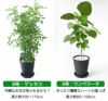 観葉植物 通販 セラアートポット 大きさ違いの植物 お得な2鉢セット♪  選べる２サイズ、まとめ買い！  8号+6号鉢植物