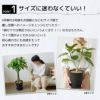 観葉植物 通販 セラアートポット 大きさ違いの植物 お得な2鉢セット♪  選べる２サイズ、まとめ買い！  8号+6号鉢植物