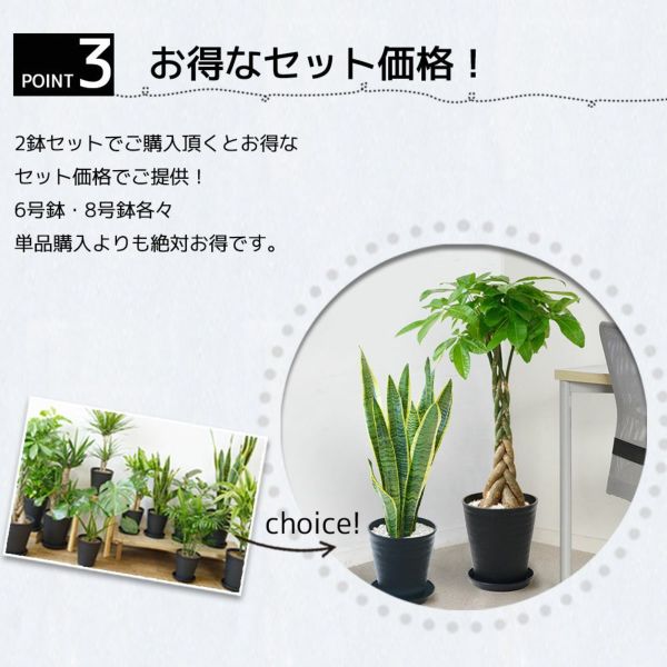 セラアートポット 大きさ違いの植物 お得な2鉢セット♪ 選べる２サイズ