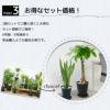 観葉植物 通販 セラアートポット 大きさ違いの植物 お得な2鉢セット♪  選べる２サイズ、まとめ買い！  8号+6号鉢植物