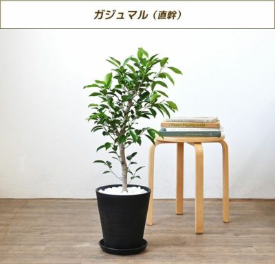 観葉植物 通販 選べる8号 セラアート鉢 CR060000