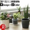 観葉植物 通販  選べる ミニ観葉植物4デザイン2カラーポット ホワイト＆グレーガジュマル ポトス サンスベリアペペロミア シュガーバイン