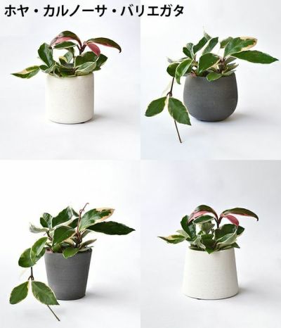 観葉植物 通販  選べる ミニ観葉植物4デザイン2カラーポット ホワイト＆グレーガジュマル ポトス サンスベリアペペロミア シュガーバイン