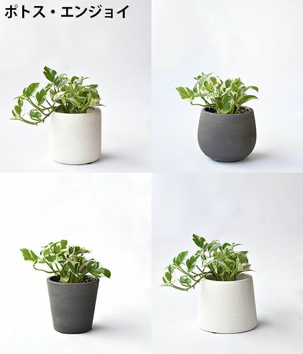 選べる ミニ 観葉植物 本物 4デザイン2カラーポット ホワイト 選べる ミニ 観葉植物 本物 4デザイン2カラーポット ホワイト