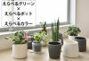 観葉植物 通販  選べる ミニ観葉植物4デザイン2カラーポット ホワイト＆グレーガジュマル ポトス サンスベリアペペロミア シュガーバイン