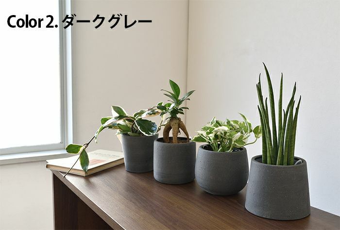 観葉植物 通販  選べる ミニ観葉植物4デザイン2カラーポット ホワイト＆グレーガジュマル ポトス サンスベリアペペロミア シュガーバイン
