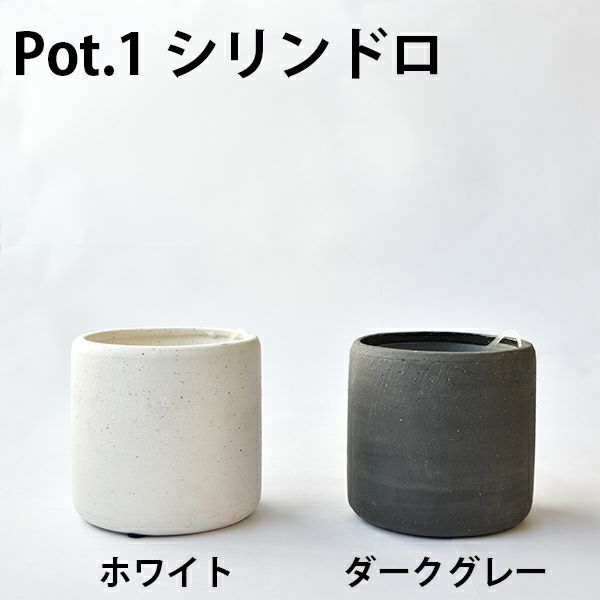 観葉植物 通販  選べる ミニ観葉植物4デザイン2カラーポット ホワイト＆グレーガジュマル ポトス サンスベリアペペロミア シュガーバイン