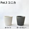 観葉植物 通販  選べる ミニ観葉植物4デザイン2カラーポット ホワイト＆グレーガジュマル ポトス サンスベリアペペロミア シュガーバイン