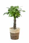 パキラ 7号鉢 3種類から選べる鉢カバー付 観葉植物