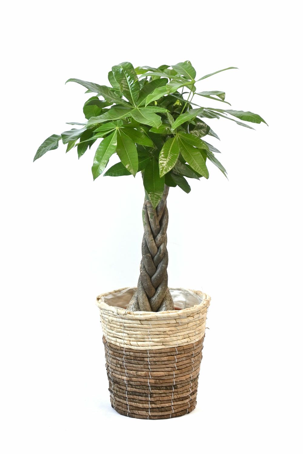 パキラ 7号鉢 3種類から選べる鉢カバー付 観葉植物