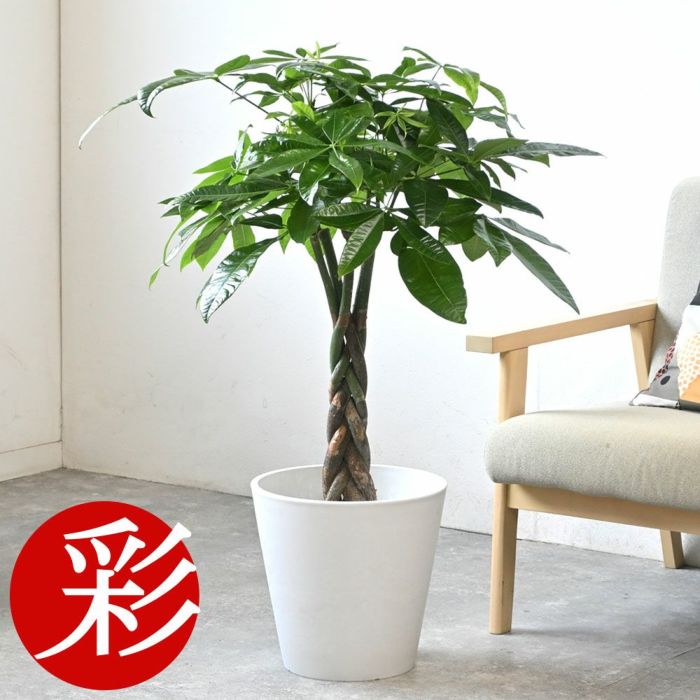 パキラ 7号鉢 3種類から選べる鉢カバー付 観葉植物