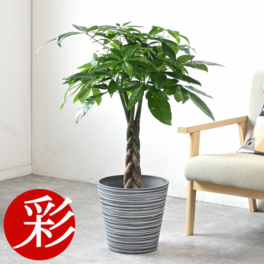 パキラ 7号鉢 3種類から選べる鉢カバー付 観葉植物