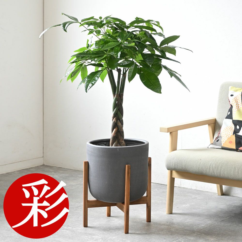 パキラ 7号鉢 3種類から選べる鉢カバー付 観葉植物