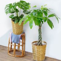 観葉植物 通販 送料無料 大型 6号＋7号 鉢カバー付 セット モンステラ サンスベリア パキラ OT100005