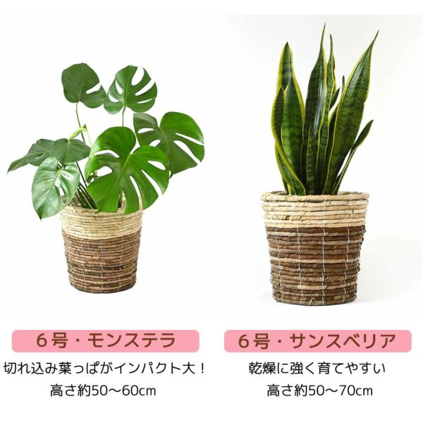大型 6号＋7号 鉢カバー付 セット モンステラ サンスベリア
