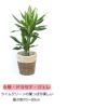 観葉植物 通販 送料無料 大型 6号＋7号 鉢カバー付 セット モンステラ サンスベリア パキラ OT100005