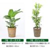 観葉植物 通販 送料無料 大型 6号＋7号 鉢カバー付 セット モンステラ サンスベリア パキラ OT100005