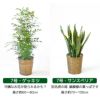 観葉植物 通販 送料無料 大型 6号＋7号 鉢カバー付 セット モンステラ サンスベリア パキラ OT100005