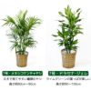 観葉植物 通販 送料無料 大型 6号＋7号 鉢カバー付 セット モンステラ サンスベリア パキラ OT100005