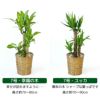 観葉植物 通販 送料無料 大型 6号＋7号 鉢カバー付 セット モンステラ サンスベリア パキラ OT100005