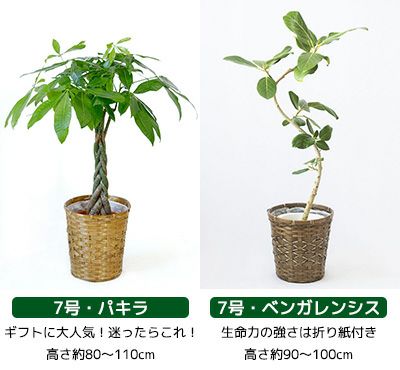 観葉植物 通販 送料無料 大型 6号＋7号 鉢カバー付 セット モンステラ サンスベリア パキラ OT100005