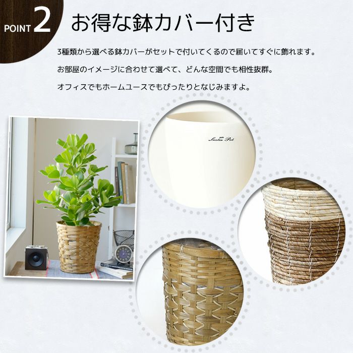 けんけん様 パキラ 陶器鉢 観葉植物 室内 けんけん様 パキラ 陶器鉢 観葉植物 室内