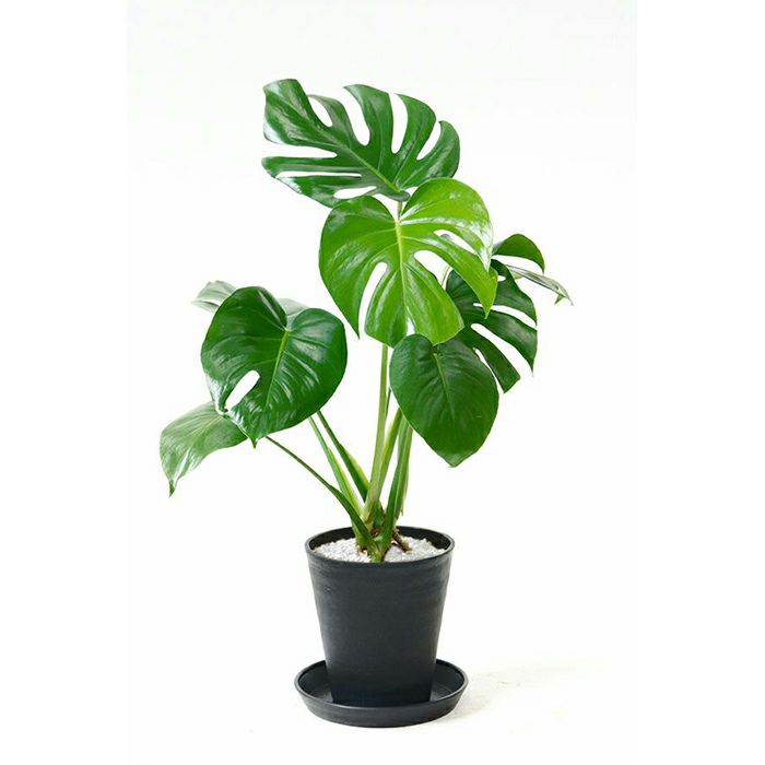 観葉植物 ヒメ モンステラ 6号セラアート鉢cr