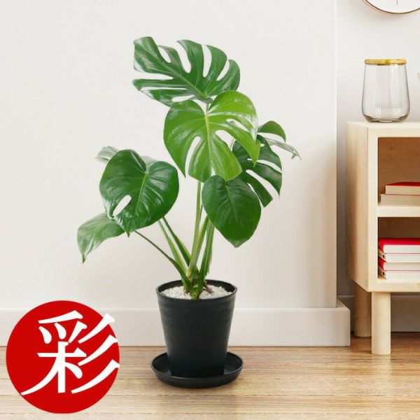 観葉植物 ヒメ モンステラ 6号 セラアート鉢