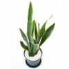 観葉植物 通販 サンスベリア・ローレンティー 6号 セラアート鉢 CR040002