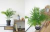 観葉植物 通販 テーブルヤシ（チャメドレア） 6号 セラアート鉢 CR040003