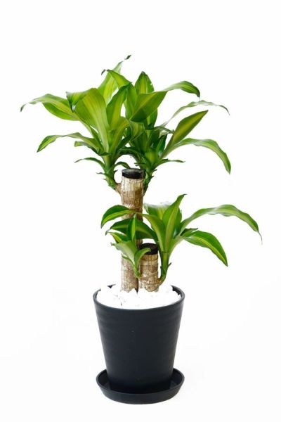 観葉植物 通販 ドラセナ・マッサンゲアナ（幸福の木） 6号 セラアート鉢 CR040004