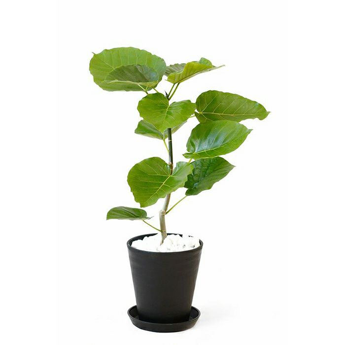観葉植物 フィカス ウンベラータ 6号セラアート鉢cr