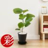 観葉植物 通販 フィカス・ウンベラータ  6号 セラアート鉢 CR040006