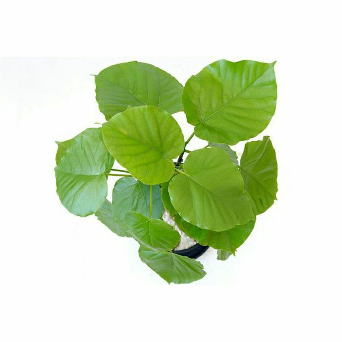 観葉植物 通販 フィカス・ウンベラータ  6号 セラアート鉢 CR040006