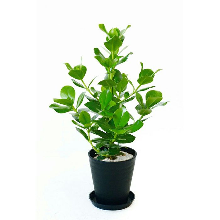 丸い葉の観葉植物を選ぶ