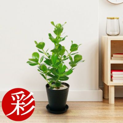 観葉植物 通販 クルシア・ロゼア  6号 セラアート鉢 CR040007